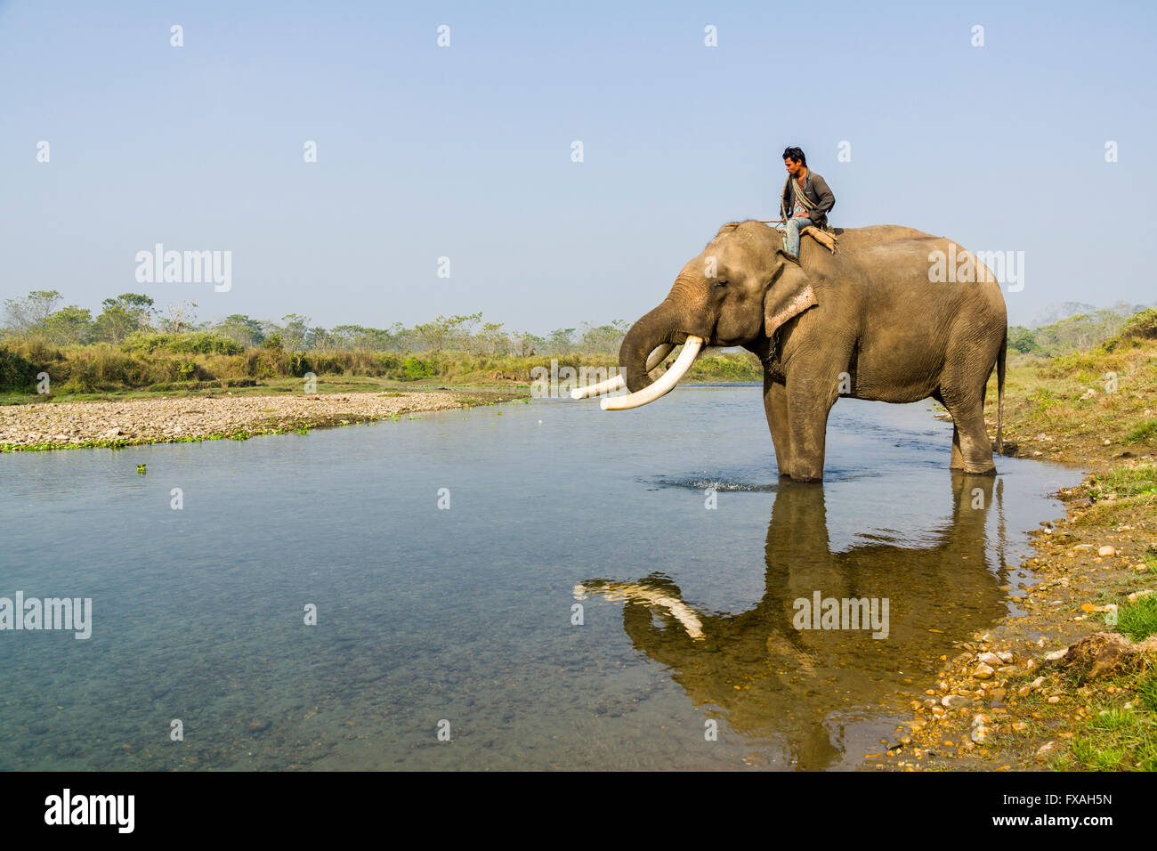 Mâles domestiqués éléphant d'Asie (Elephas maximus) avec de grandes défenses blanches, de l'alcool à Sauraha, rivière, Chitwan, Népal Banque D'Images