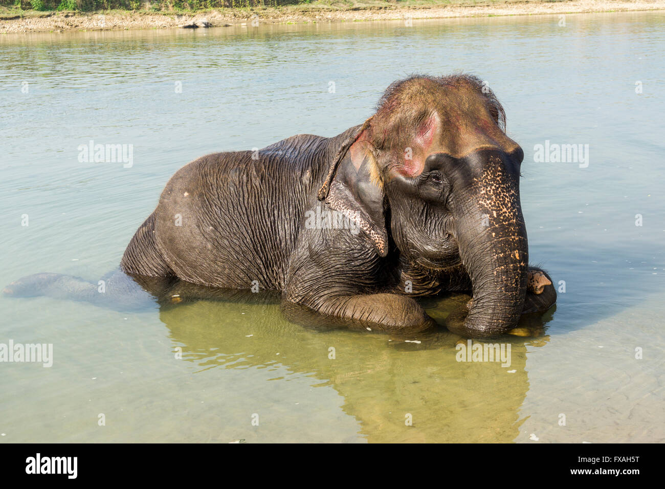 Les jeunes domestiques éléphant d'Asie (Elephas maximus) baignade en rivière peu profonde, Chitwan, Chitwan, Népal Banque D'Images