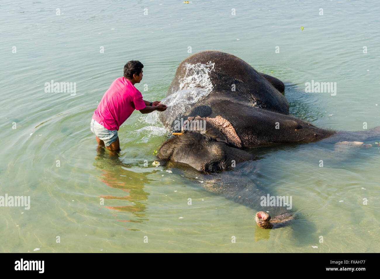 Les éléphant d'Asie (Elephas maximus) lavées par mahout en rivière peu profonde, Chitwan, Chitwan, Népal Banque D'Images