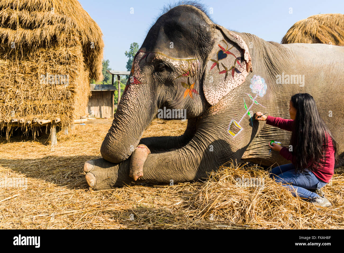 Jeune femme peinture éléphant d'Asie (Elephas maximus), festival de l'éléphant, Sauraha Chitwan, Népal Banque D'Images
