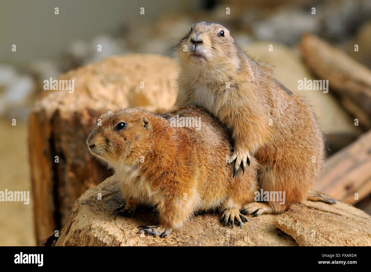 Profil de deux gros plan Les chiens de prairie (Cynomys ludovicianus) Banque D'Images