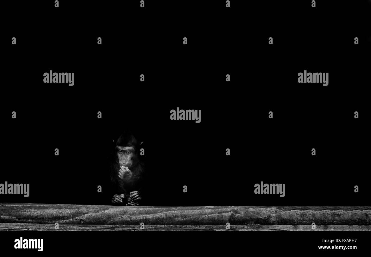 Monkey à la triste et solitaire dans un zoo Banque D'Images