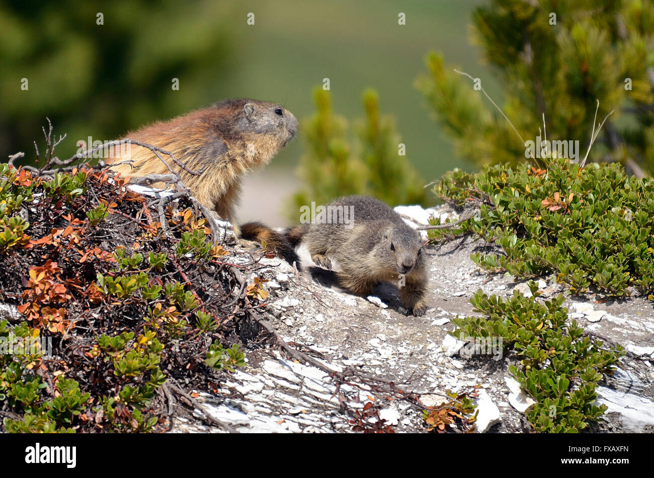 Marmotte alpine et ses jeunes (Marmota marmota) dans les usines, dans les Alpes françaises, Savoie à La Plagne Banque D'Images