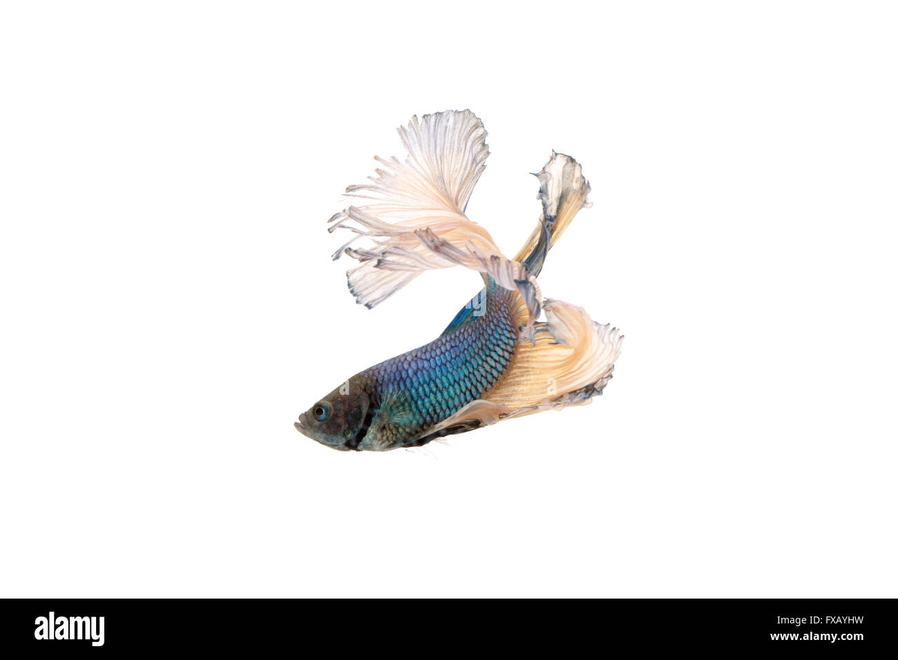 Betta Splendens ou combattant siamois poisson isolé sur fond blanc Banque D'Images