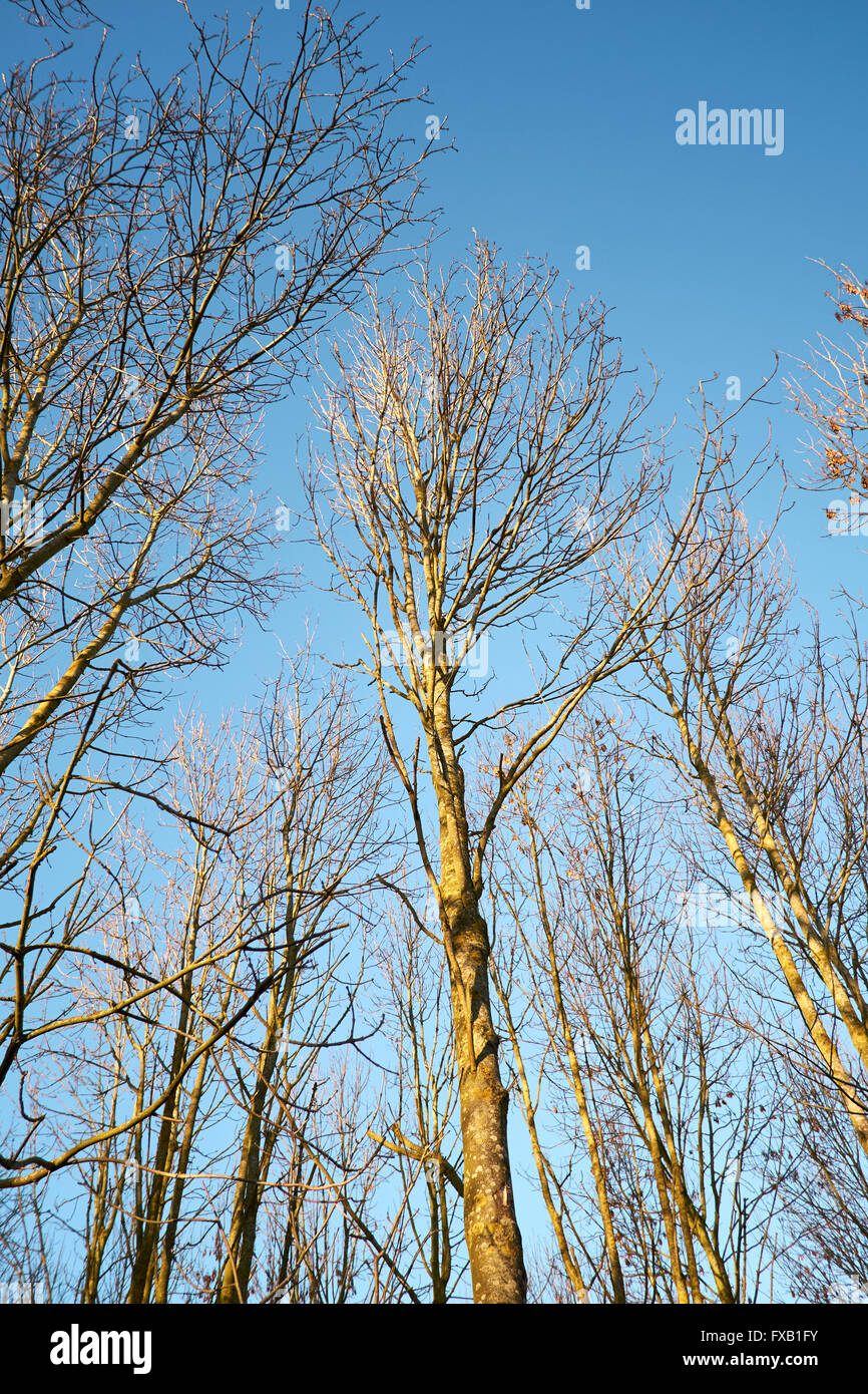 Un bosquet d'arbres baignés de lumière chaude soirée. Bedfordshire, Royaume-Uni. Banque D'Images