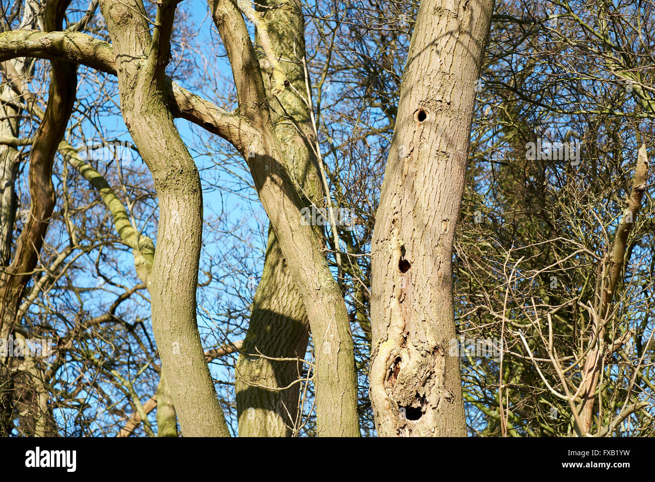 Pic Vert (Picus viridis) trous de nidification en tronc d'arbre. Bedfordshire, Royaume-Uni. Banque D'Images