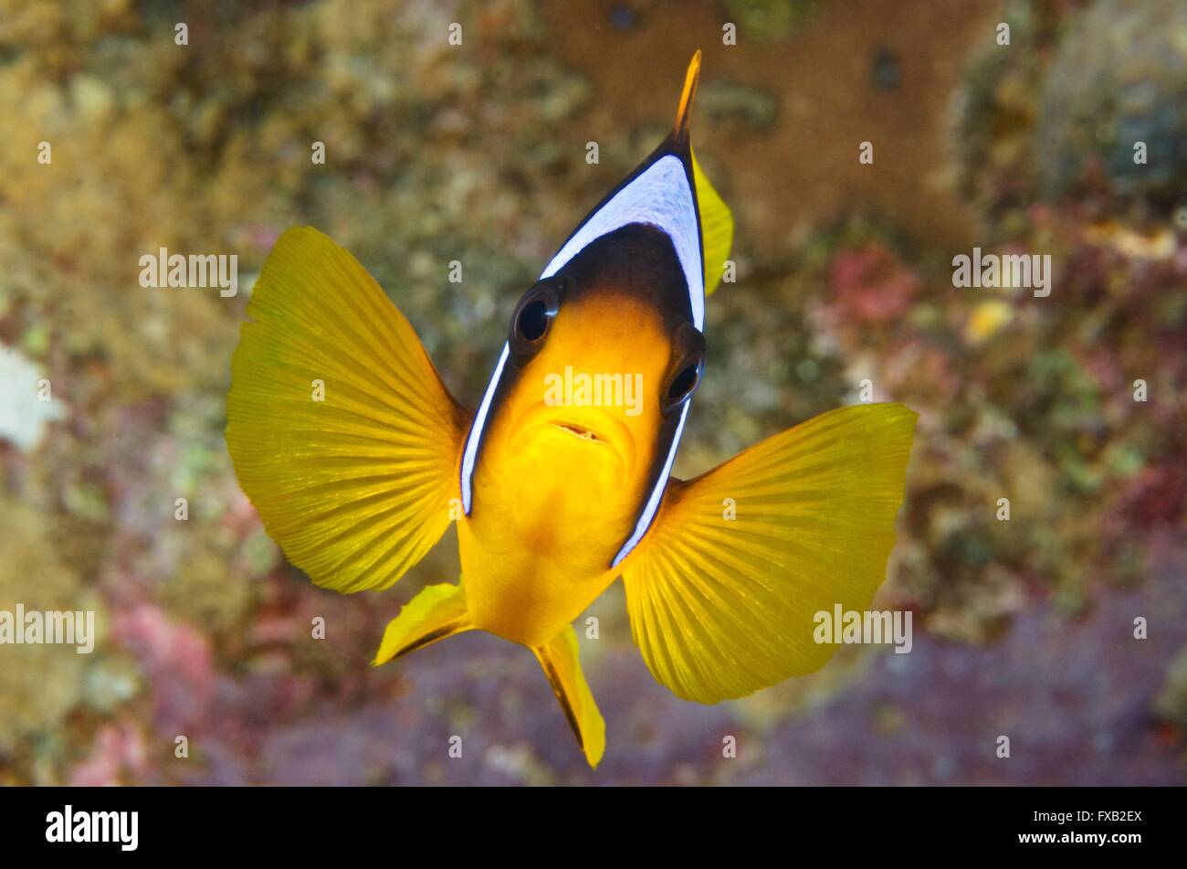 Poisson clown de la Mer Rouge Banque D'Images
