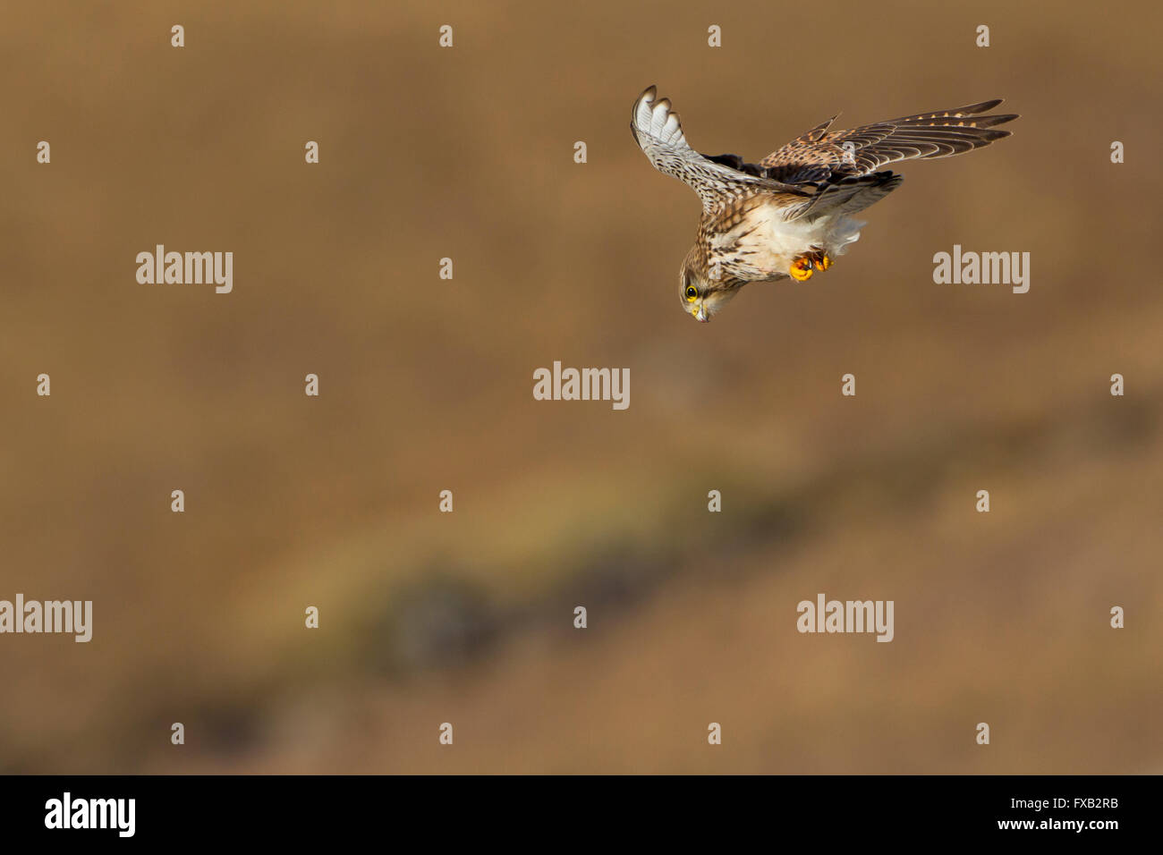 Kestrel en stoop Banque D'Images