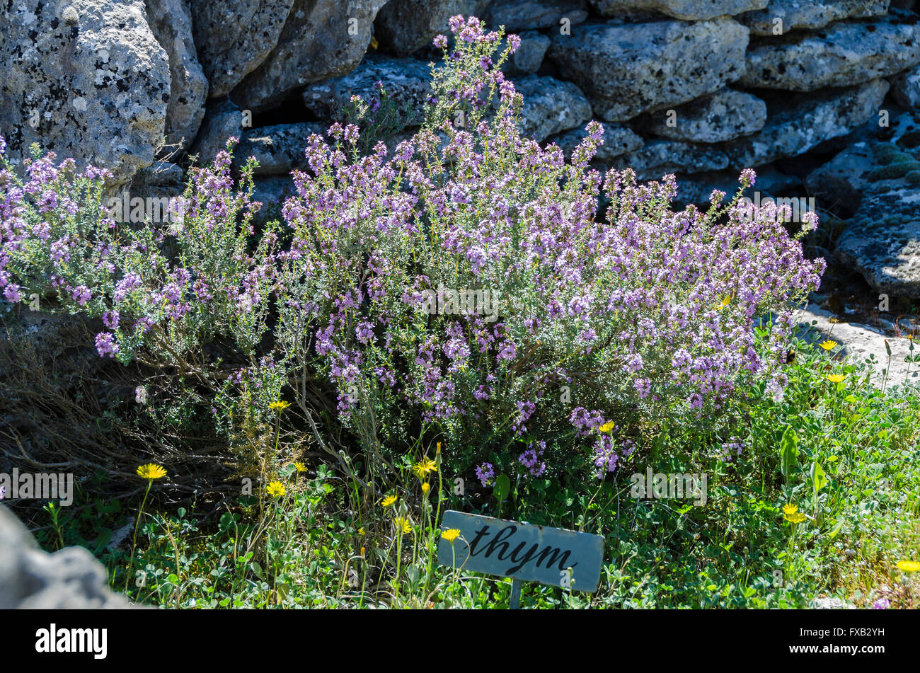 LE VILLAGE DES BORIES, GORDES, VAUCLUSE 84 FRANCE Banque D'Images
