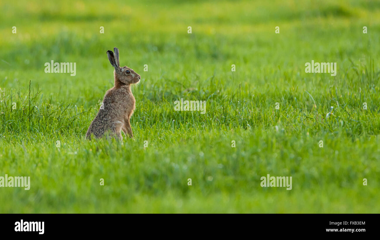 Lièvre brun, Lepus Europaeus, dans le champ avec rosée du matin. Banque D'Images
