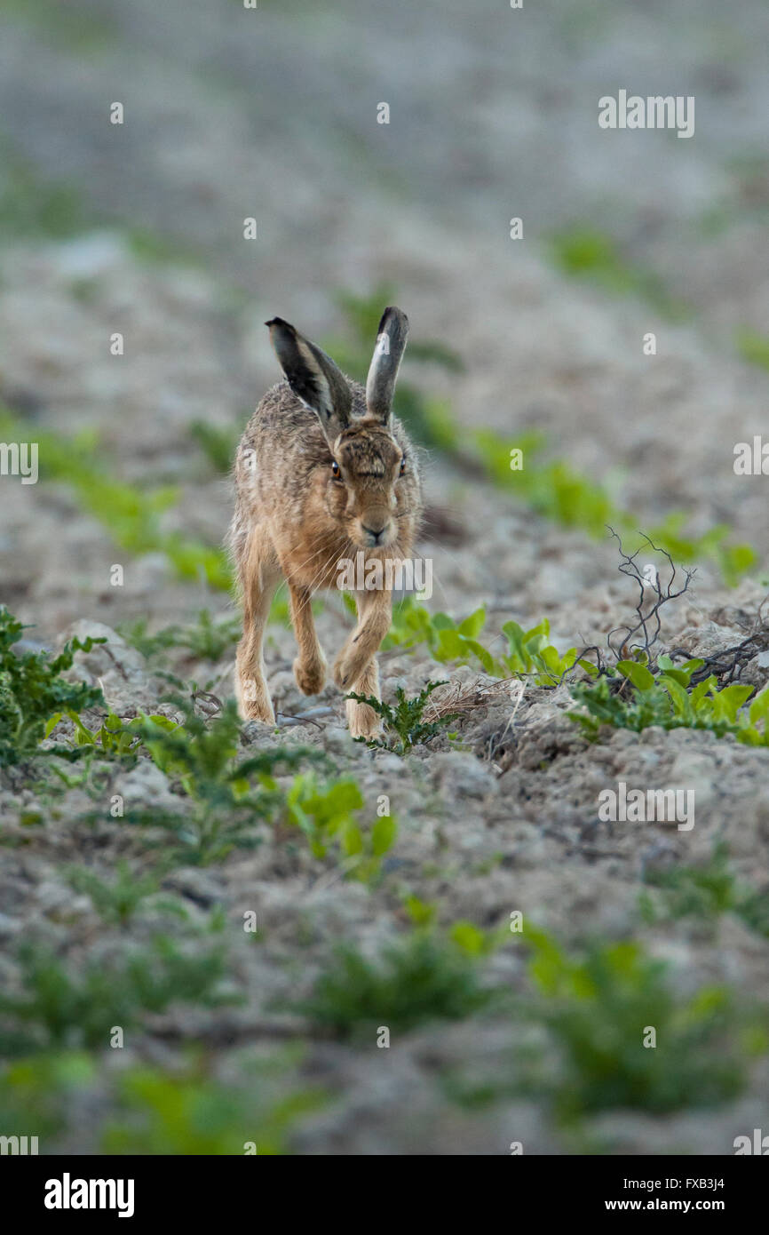 Brown Hare en route vers l'appareil photo dans un champ de récolte, Spring, West Midlands, Royaume-Uni Banque D'Images