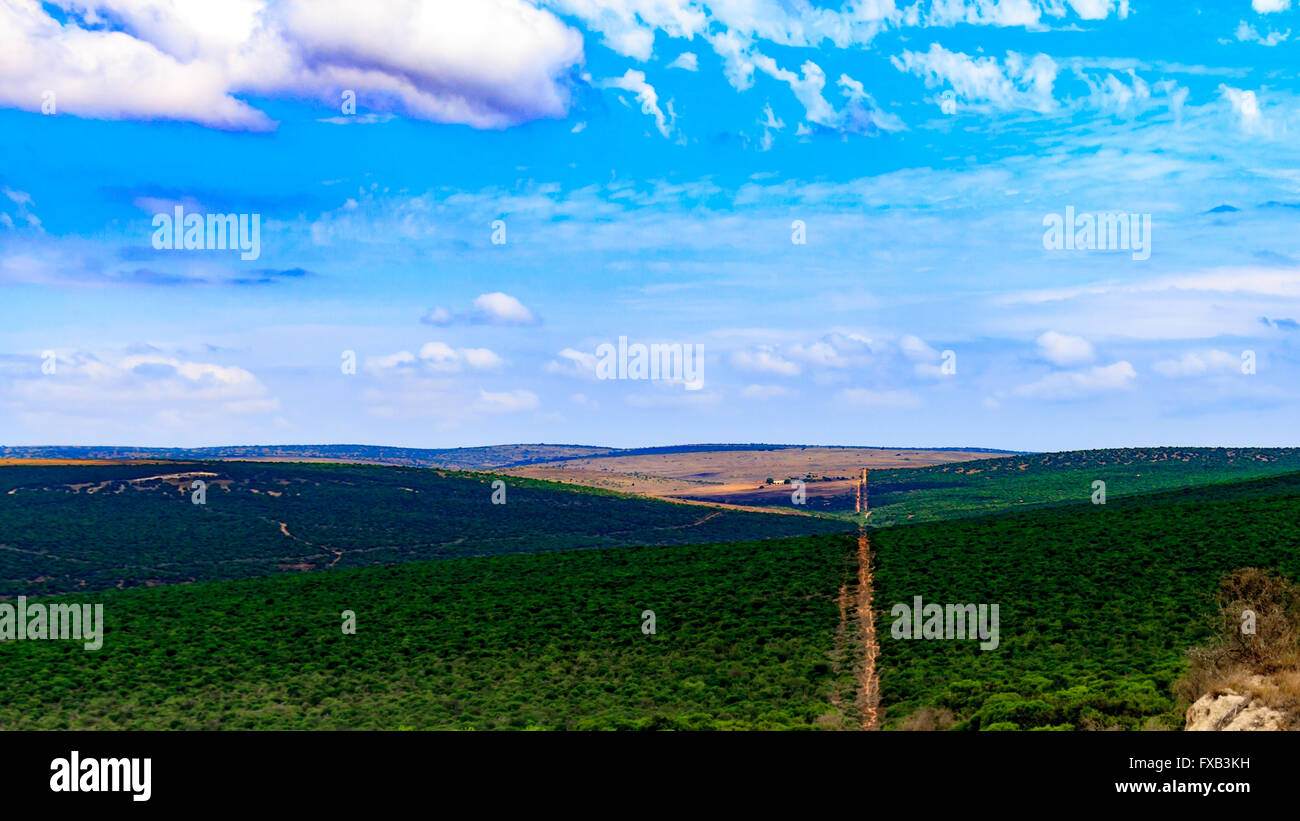 L'Addo Elephant National Park est un parc de conservation de la faune diversifiée située à proximité de Port Elizabeth en Afrique du Sud Banque D'Images