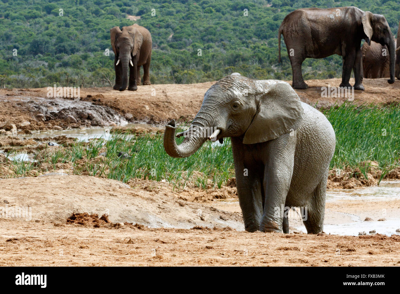 Ce n'est qu'un éléphant à l'abreuvoir Banque D'Images
