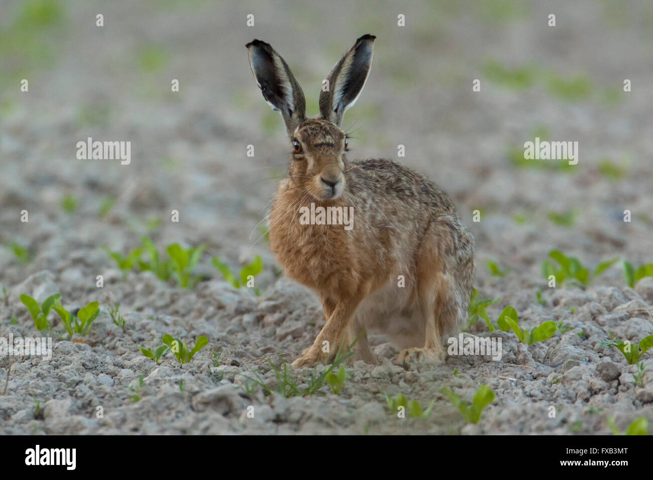 Brown Hare regardant l'appareil photo, Spring, West Midlands, Royaume-Uni Banque D'Images