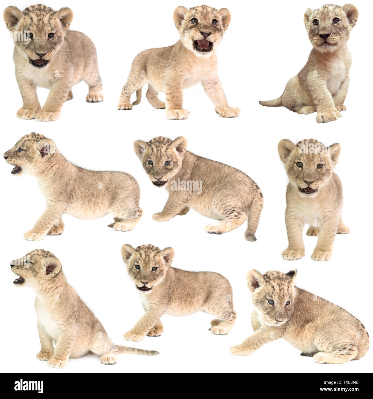 Bebe Lion Panthera Leo Isole Sur Fond Blanc Photo Stock Alamy Bebe Lion Panthera Leo Isole Sur Fond Blanc Photo Stock Alamy