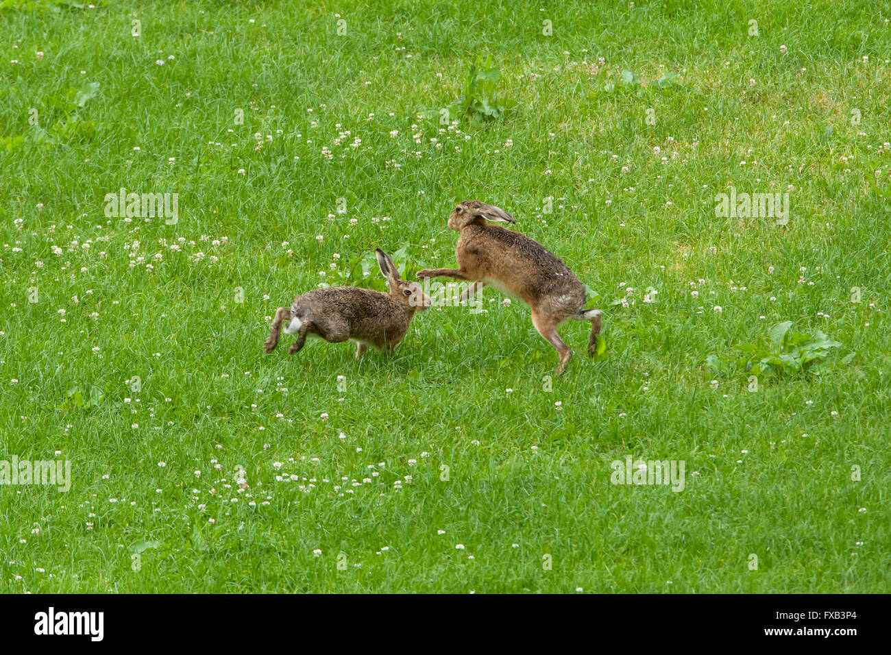 Boxe brune au champ, Spring, West Midlands, Royaume-Uni Banque D'Images