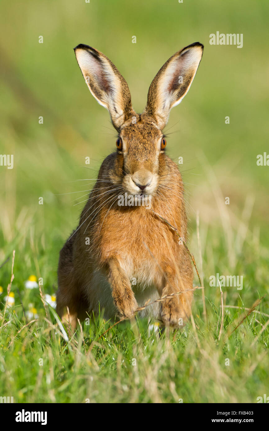 Brown Hare en route vers l'appareil photo dans l'herbe longue, Spring, West Midlands, Royaume-Uni Banque D'Images