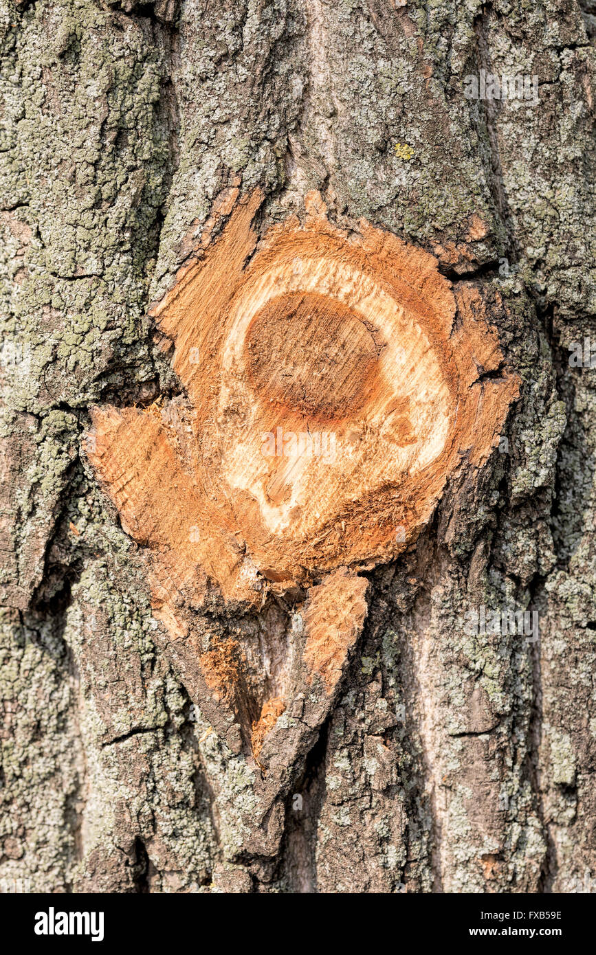 Détail d'une branche coupée sur un tronc d'arbre Banque D'Images