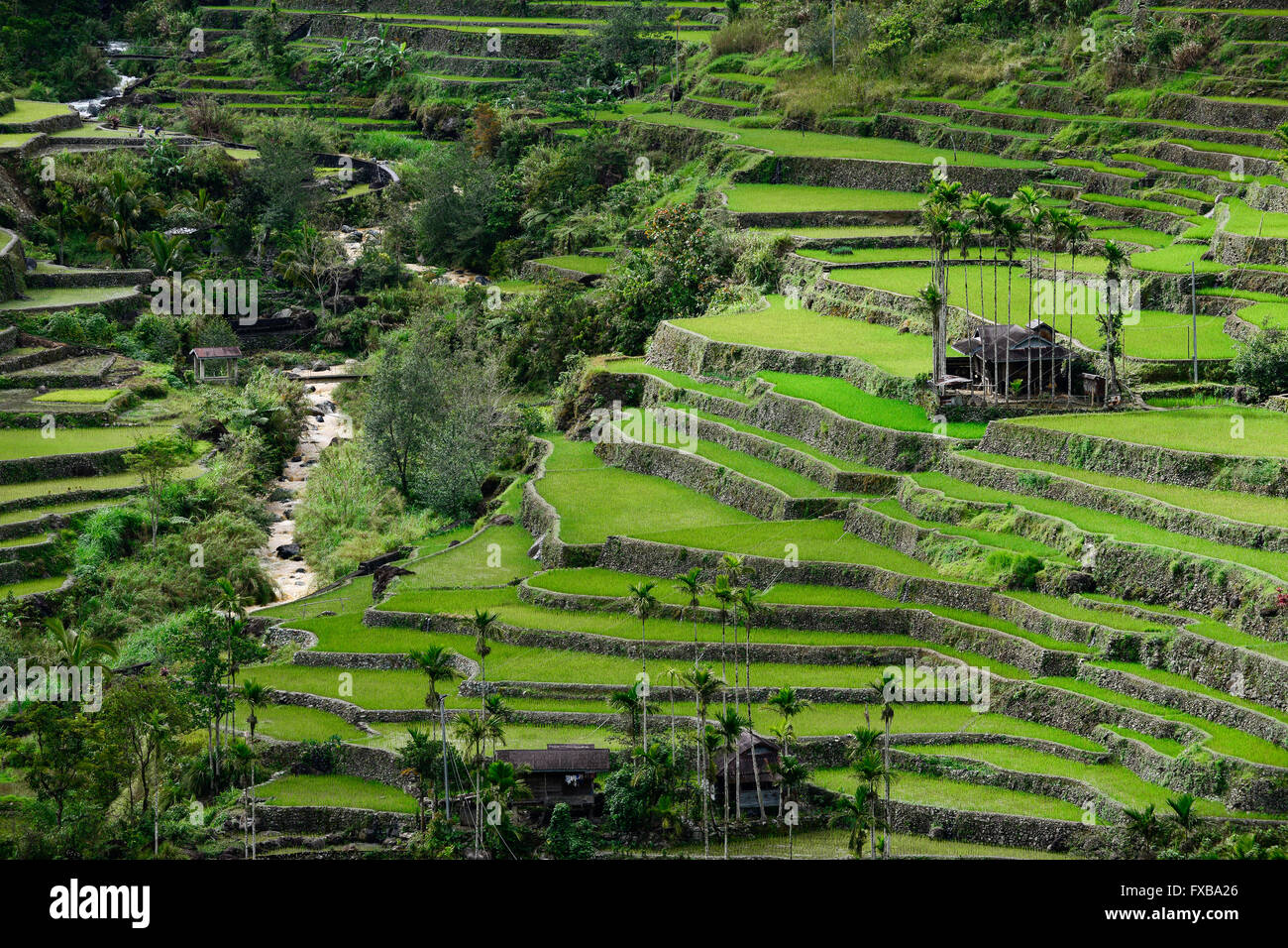 Aux Philippines, la Province d'Ifugao, les cordillères, Banaue, Hunduan Hapao, la culture du riz sur des terrasses de riz de montagne, Chambre d'Ifugao traditionnel / PHILIPPINEN Reisterrassen Hapao Banaue,,, Reisanbau Reisfelder und in den Bergen bei, Hunduan Haus Ifugao tarpon Banque D'Images