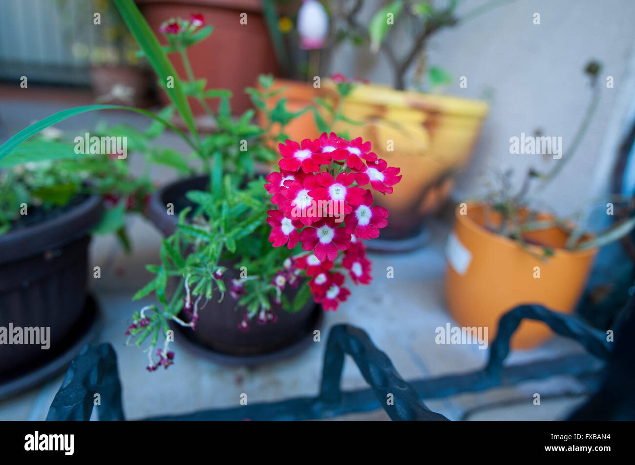 Fleur, fleurs, à l'extérieur, cour, rouge, violet, jaune Banque D'Images