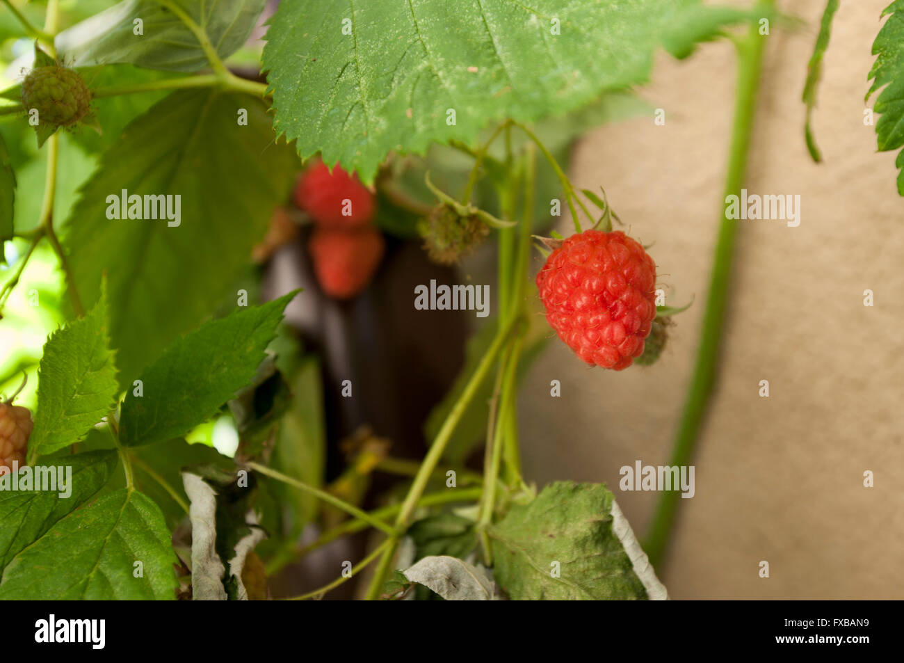 Fleur, fleurs, à l'extérieur, cour, rouge, violet, jaune Banque D'Images