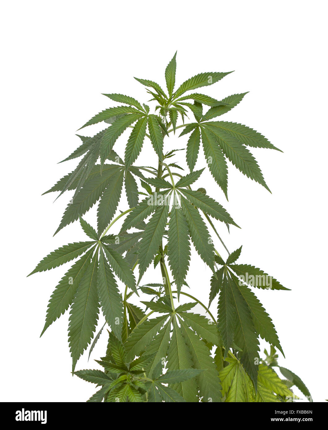 Usine de marijuana on white Banque D'Images
