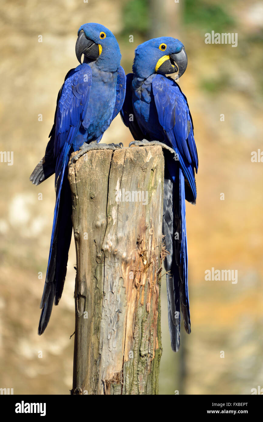 Deux aras hyacinthe (Anodorhynchus hyacinthinus) sur un perchoir Banque D'Images