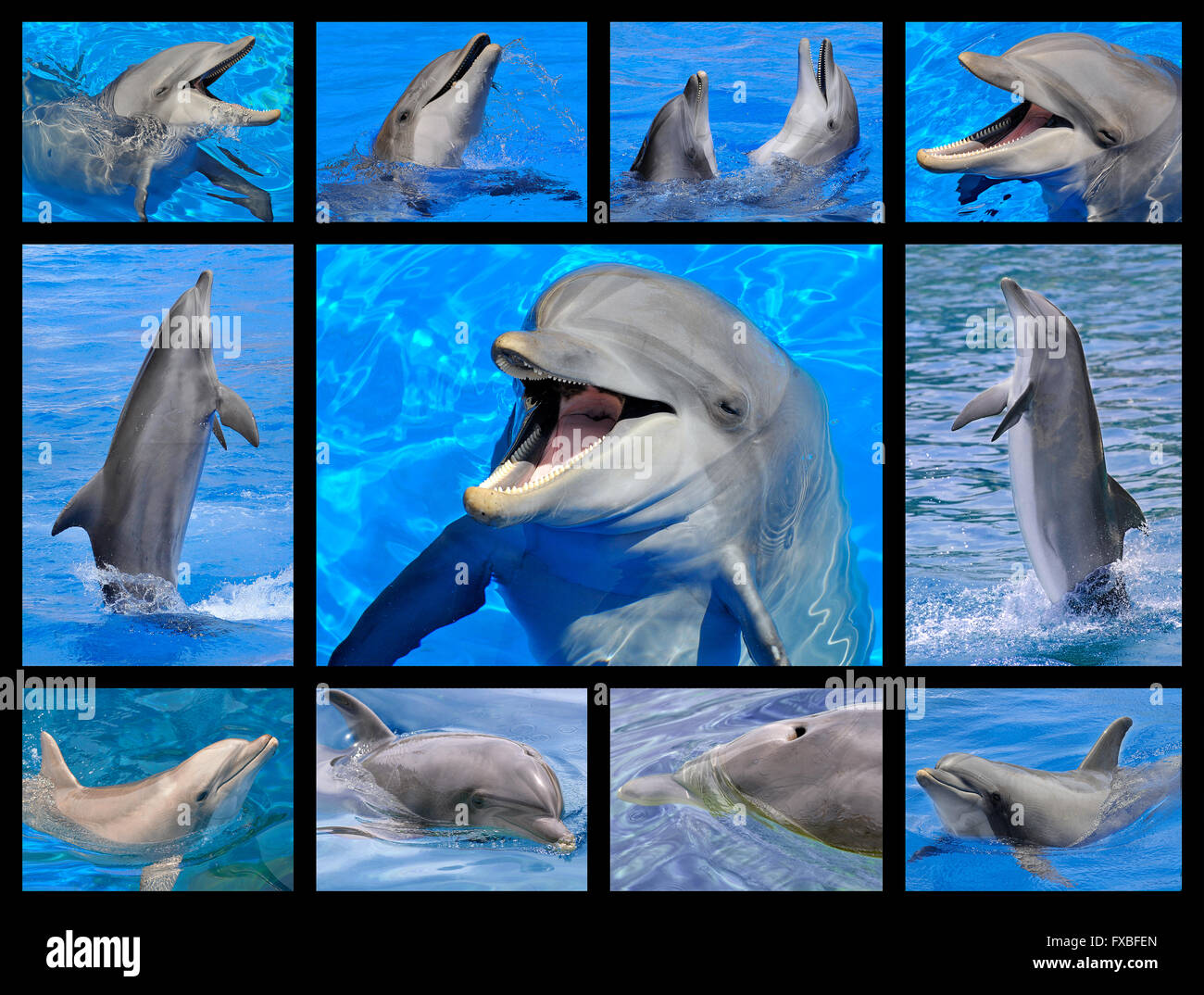 11 photos de la mosaïque de grands dauphins (Tursiops truncatus) dans l'eau bleue Banque D'Images