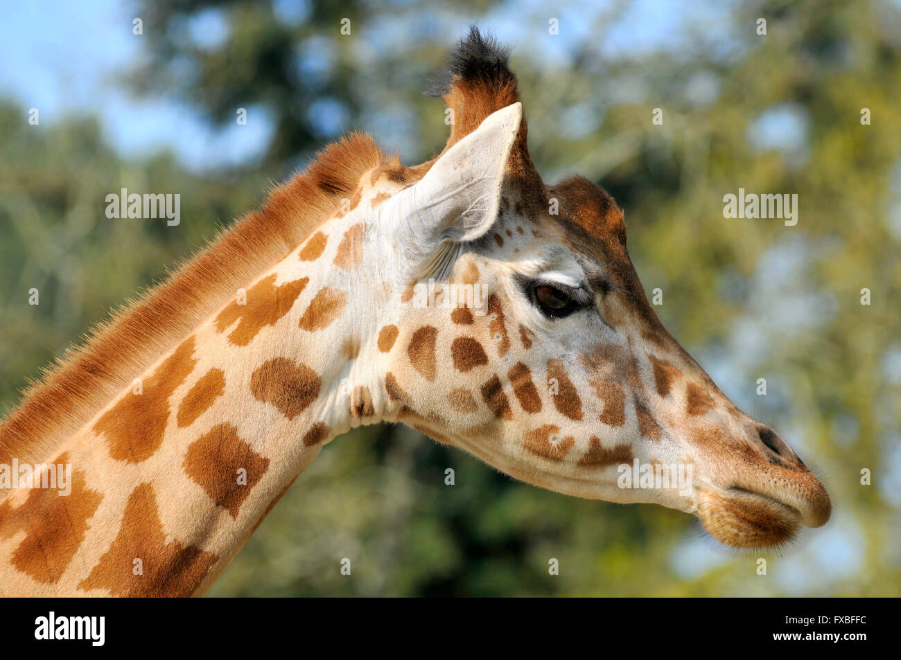 Portrait de profil de Girafe (Giraffa camelopardalis) Banque D'Images