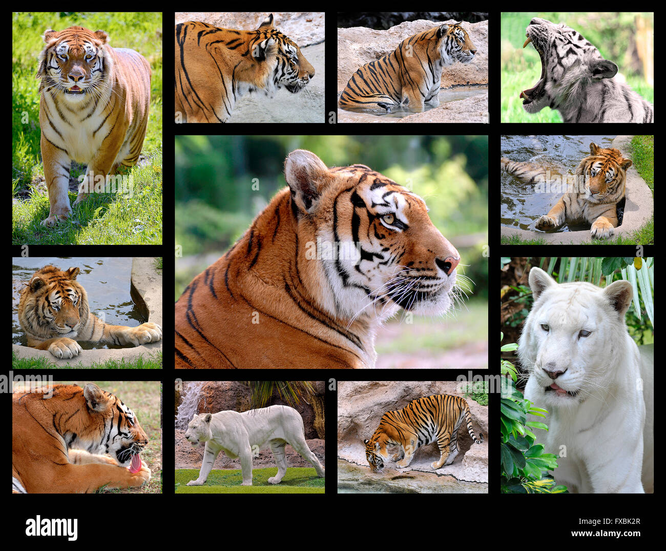 Mosaïque de 11 photos de tigres (Panthera tigris) Banque D'Images