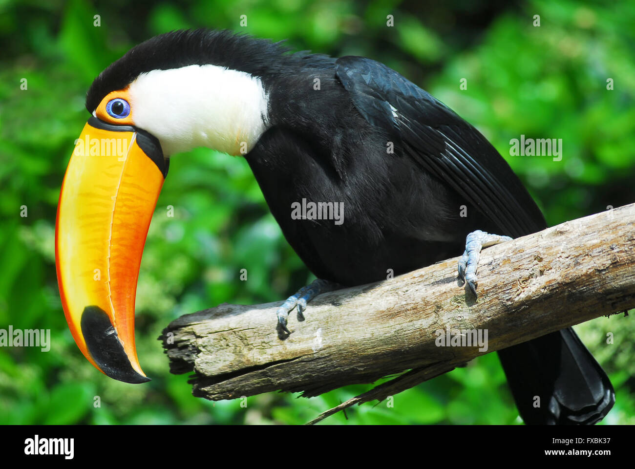 Profil de Toco Toucan (Ramphastos toco) perché sur branche avec son gros bec étrange Banque D'Images
