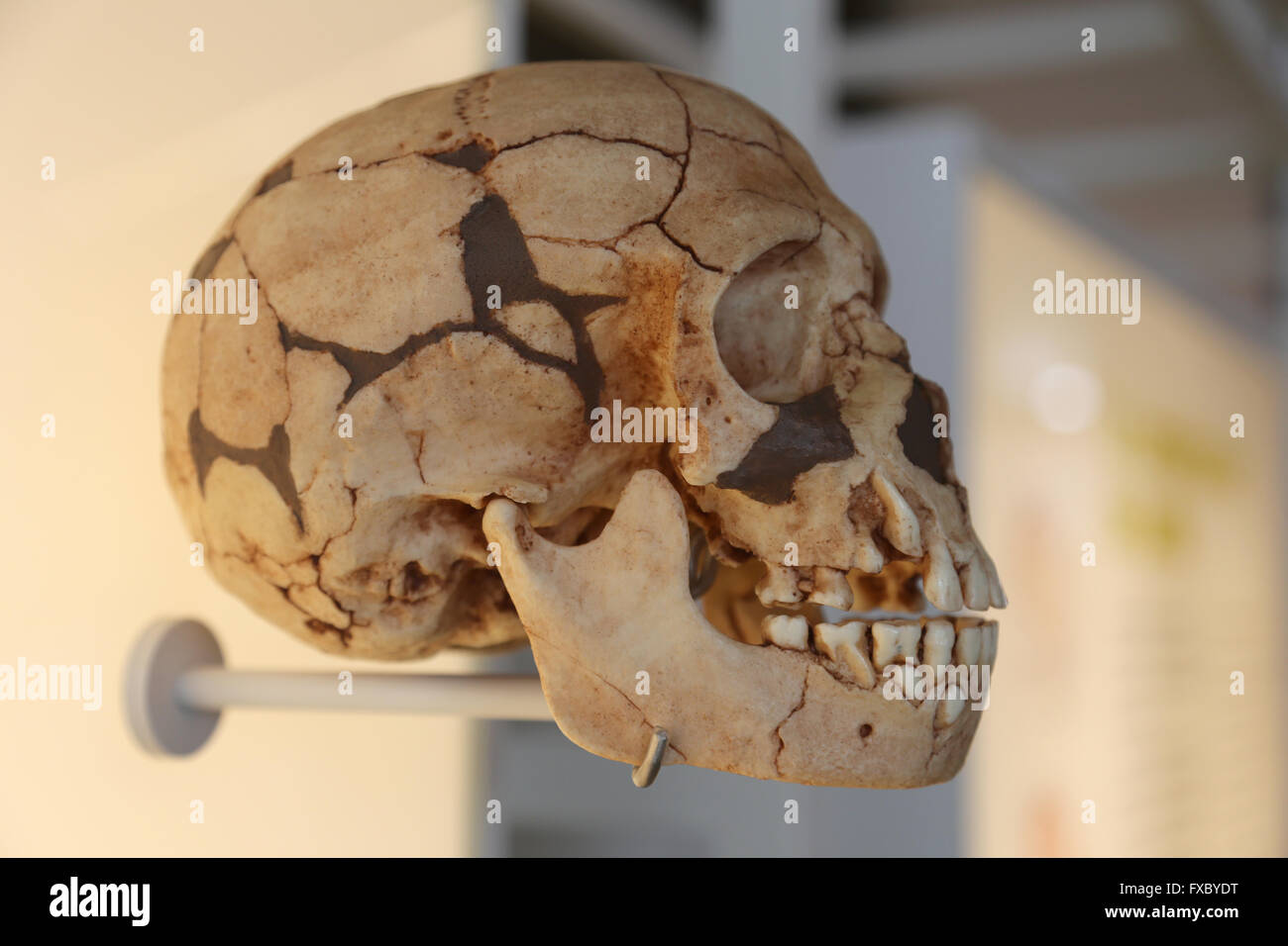 L'Homo Sapiens Sapiens. L'homme moderne. Crâne. Banque D'Images