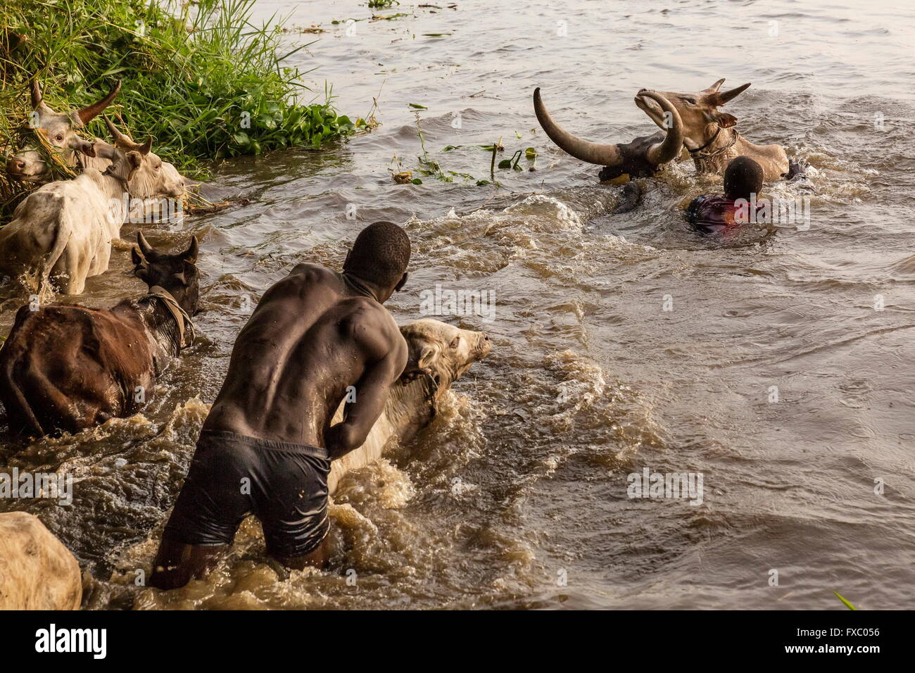 Le Soudan du Sud. 13 Jan, 2016. Le Mundari parmi les hommes leur bétail de l'autre côté de la rivière en mettant un veau nouveau-né dans l'eau première, qui encourage la mère, puis le reste du troupeau, à suivre. Ankole-Watusi, également connu sous le nom de Longhorn Ankole, ou "bétail de Kings' est un livre de 900 à 1 600 bovins de race Landrace Originaire de l'Afrique avec des cornes qui peuvent atteindre jusqu'à 8 pi de hauteur. © Tarek Zaidi/ZUMA/ZUMAPRESS.com/Alamy fil Live News Banque D'Images