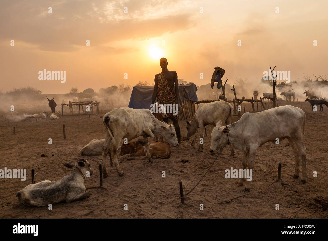 Le Soudan du Sud. Feb 22, 2016. Un homme Mundari vérifie que ses animaux sont bien intégré à pegs avant le coucher du soleil. Ankole-Watusi, également connu sous le nom de Longhorn Ankole, ou "bétail de Kings' est un livre de 900 à 1 600 bovins de race Landrace Originaire de l'Afrique avec des cornes qui peuvent atteindre jusqu'à 8 pi de hauteur. © Tarek Zaidi/ZUMA/ZUMAPRESS.com/Alamy fil Live News Banque D'Images