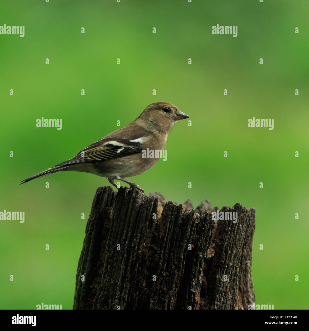 (Fringilla coelebs Chaffinch femelle) East Yorkshire, Angleterre. Banque D'Images