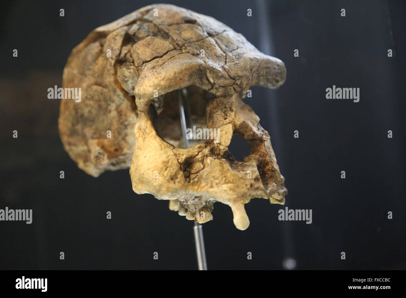 L'Homo Erectus. L'Asie. -1, 6 millions d'années.-100.000 Moyennes et inférieures du Pléistocène. Taille du cerveau : 850-1100 cm3. Technologie : le Mode 1. Banque D'Images