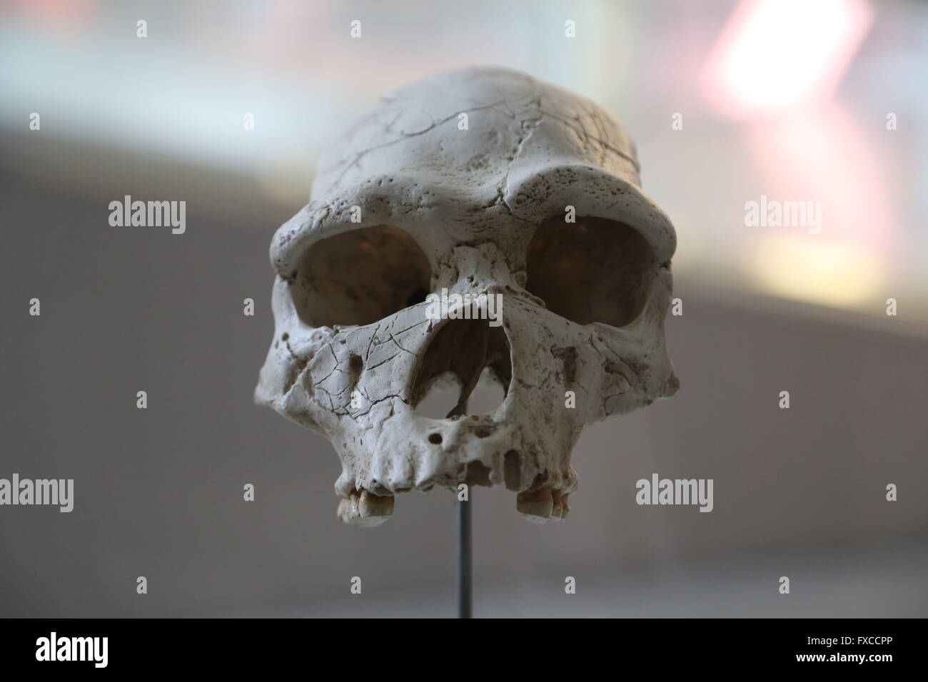 L'Homo heidelbergensis. L'Europe. -600.000-160.000. Du Pléistocène moyen. Taille du cerveau : 1100-1400 cm3. Mode 2 (acheuléen). Banque D'Images