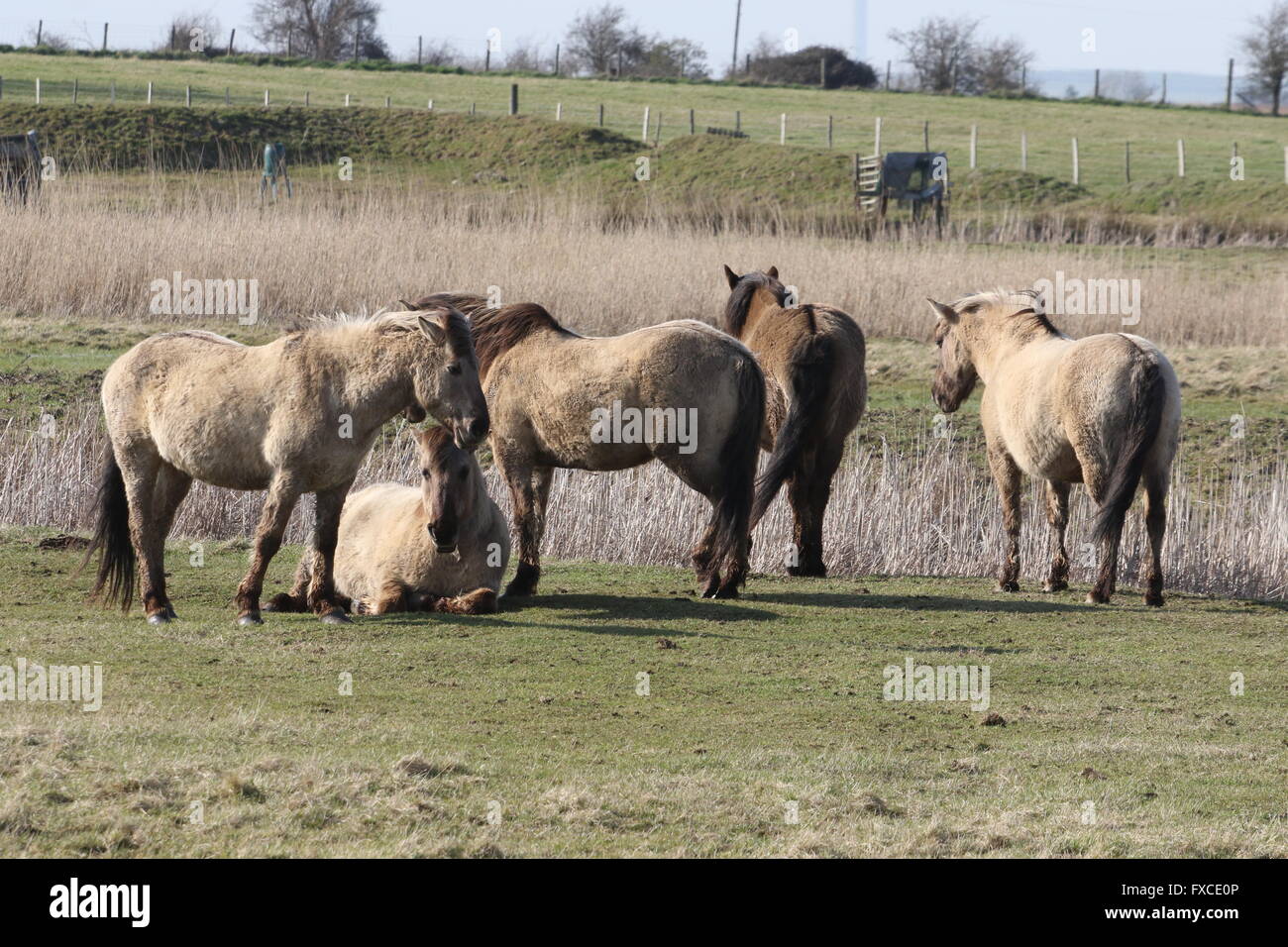 Chevaux Konik sur les marais d'OARE Banque D'Images