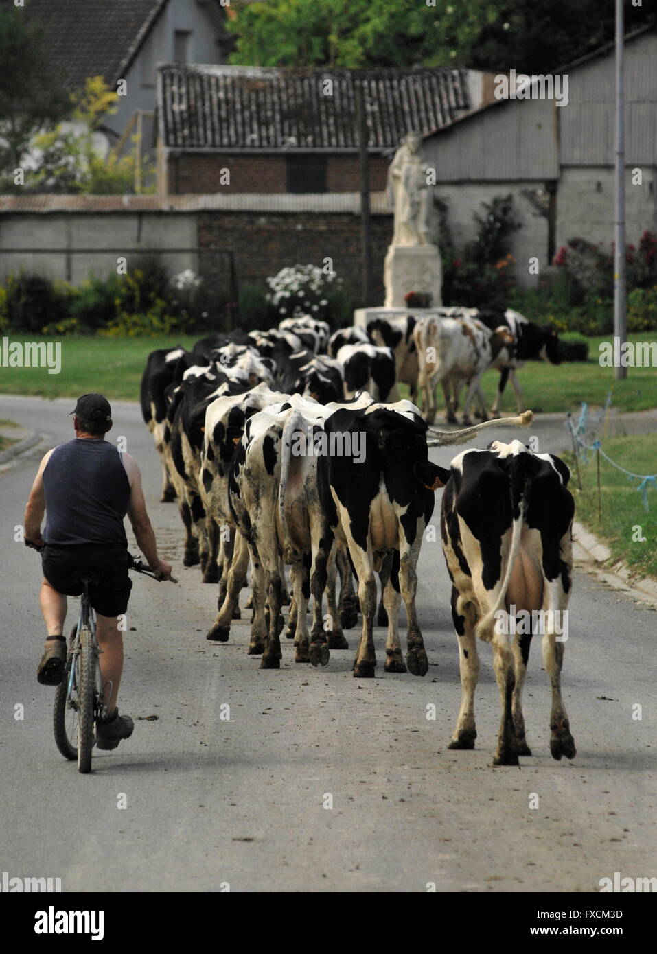 AJAXNETPHOTO. 2015. BEAUMONT-HAMEL, FRANCE. - La traite - UN AGRICULTEUR ESCORTS SON TROUPEAU DE VACHES À TRAVERS LE VILLAGE. PHOTO:JONATHAN EASTLAND/AJAX REF:150207 5714 Banque D'Images