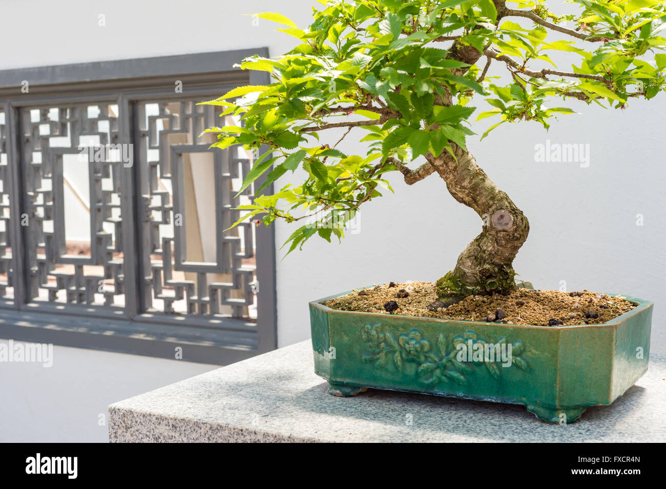 Yo 20 cherry Kurile bonsai (Prunus kurilensis nipponica v) Banque D'Images