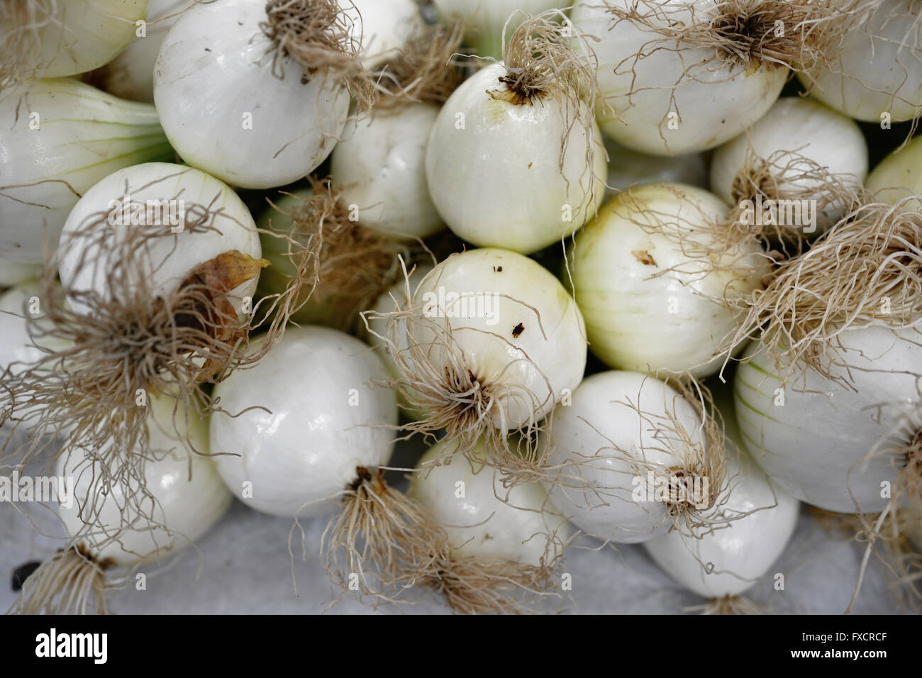 La ciboulette est le nom commun d'Allium schoenoprasum, une espèce comestible du genre Allium. Calahorra, La Rioja, Espagne, Europe Banque D'Images