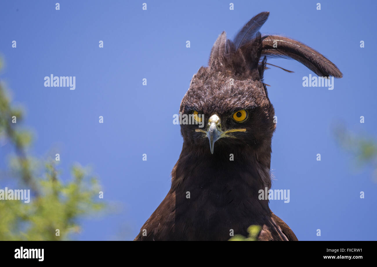 Long-crested eagle head fixant directement à huis clos Banque D'Images