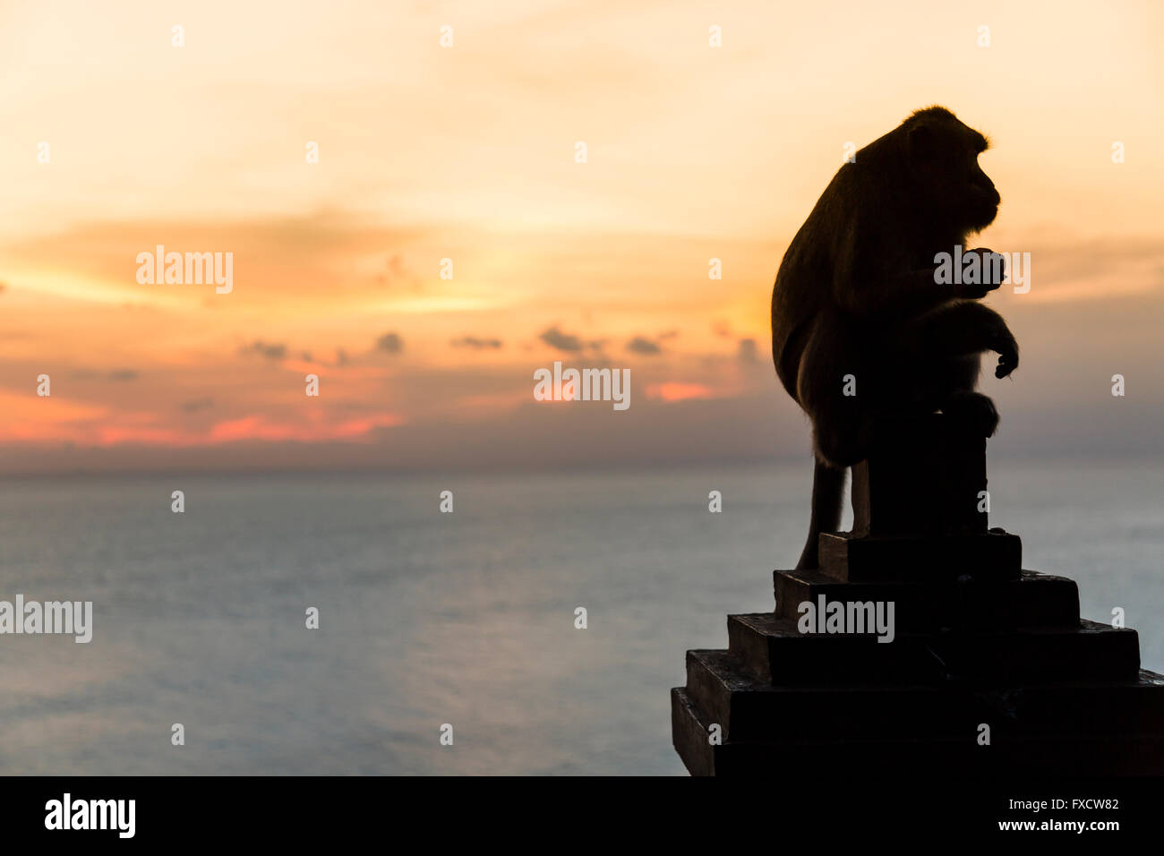 Un singe contemplant le coucher du soleil au temple d'Uluwatu - Bali, Indonésie Banque D'Images