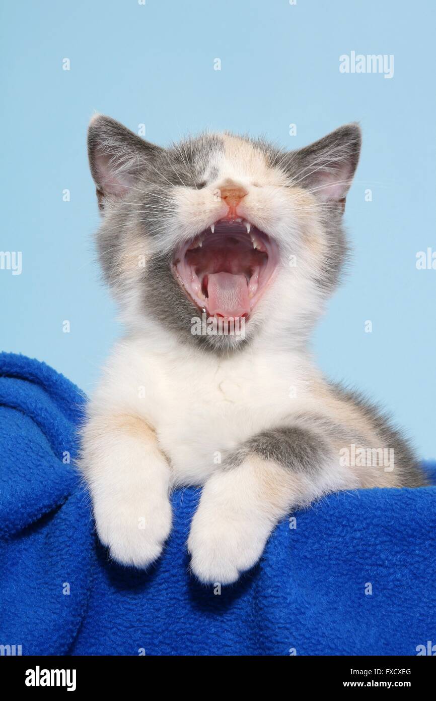 Chaton British Shorthair Banque D'Images