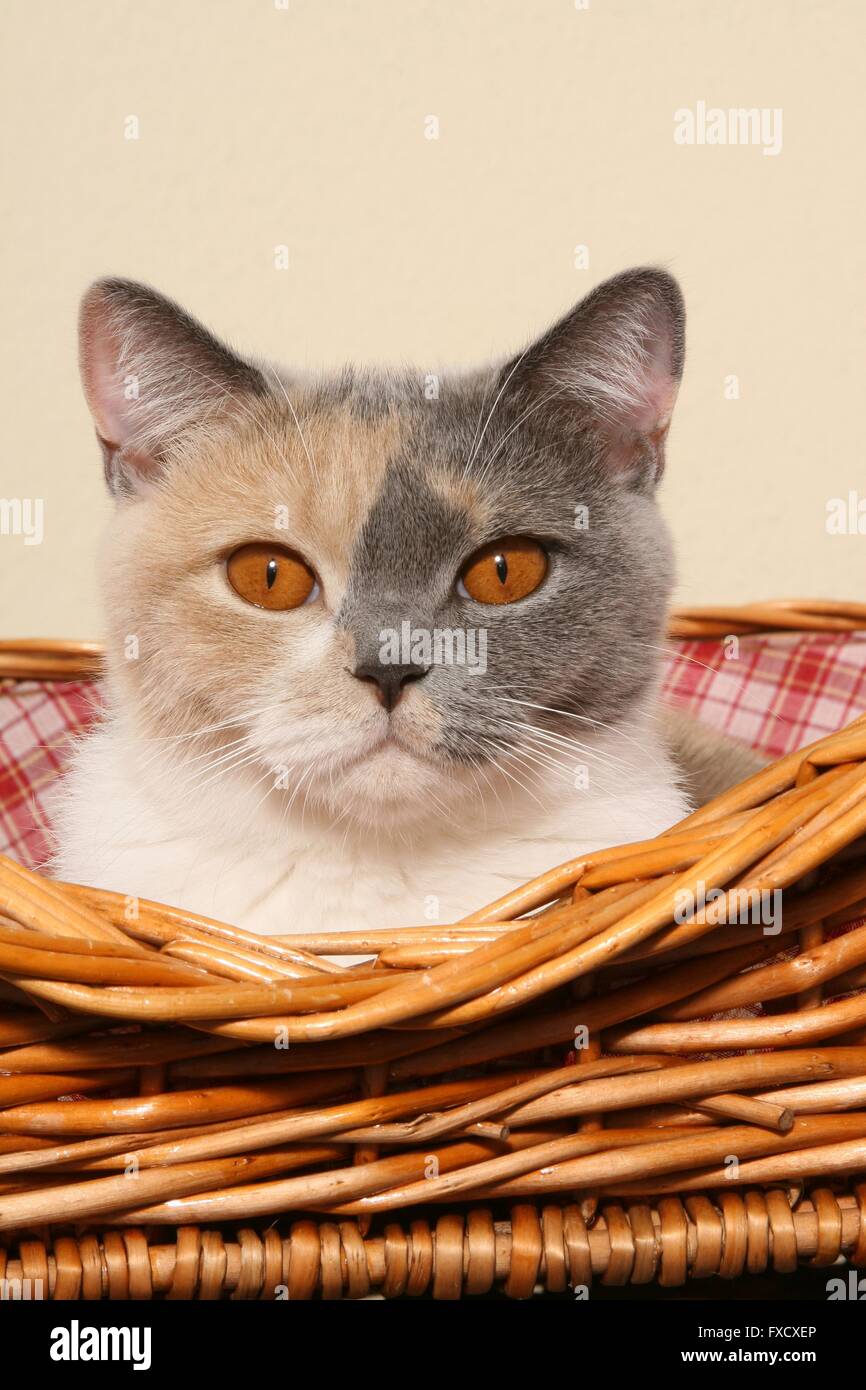 Portrait British Shorthair Banque D'Images