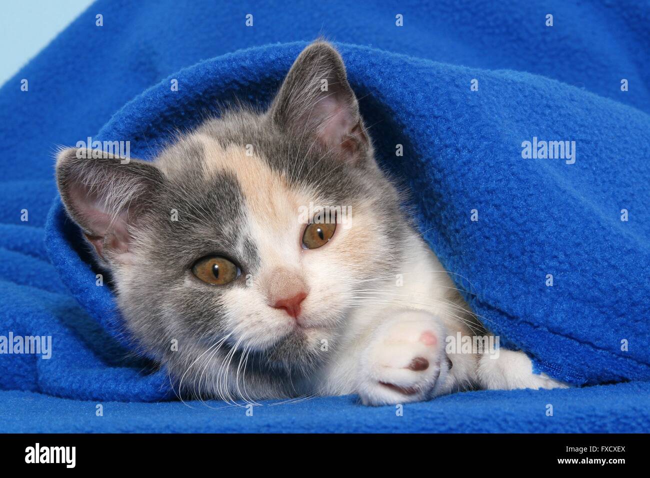 Chaton British Shorthair Banque D'Images