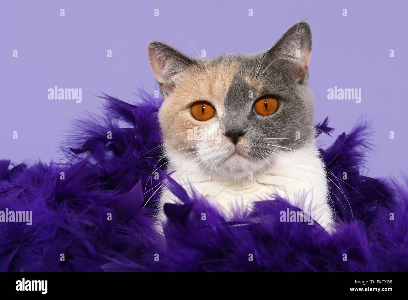 Portrait British Shorthair Banque D'Images