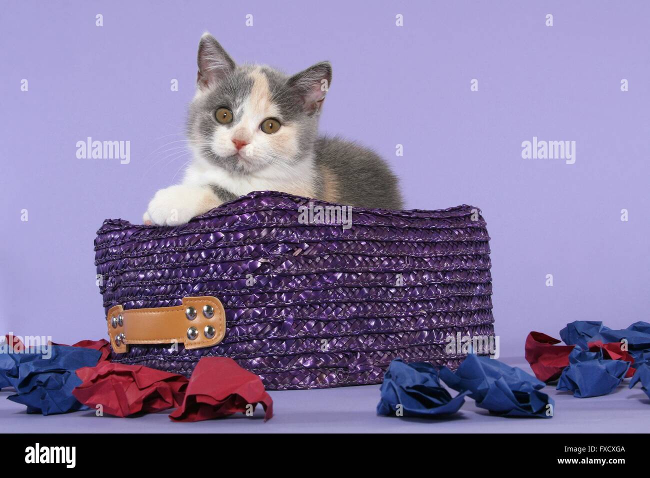 Chaton British Shorthair Banque D'Images