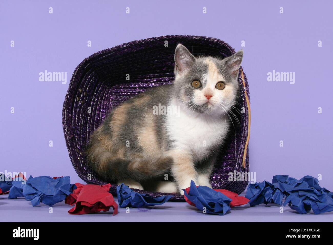 Chaton British Shorthair Banque D'Images