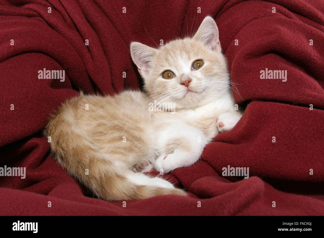 Chaton British Shorthair Banque D'Images